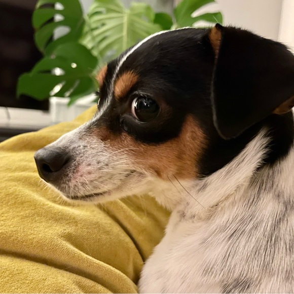 Meet your Posher, Sara - Picture 1 of 1